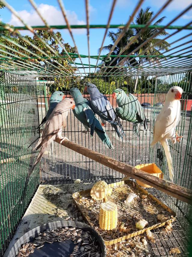 Blue parrot and marron chocolate for sale - 3 - Birds  on Aster Vender