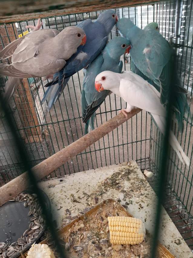 Blue parrot and marron chocolate for sale - 0 - Birds  on Aster Vender