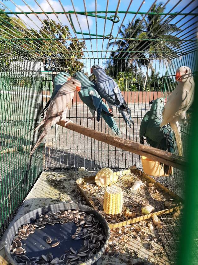 Blue parrot and marron chocolate for sale - 1 - Birds  on Aster Vender