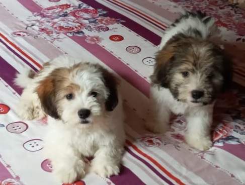 Chien griffon nain pur sang a vendre - 0 - Dogs  on Aster Vender