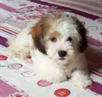 Chien griffon nain pur sang a vendre - 2 - Dogs  on Aster Vender