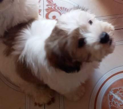 Chien griffon nain pur sang a vendre - 5 - Dogs  on Aster Vender