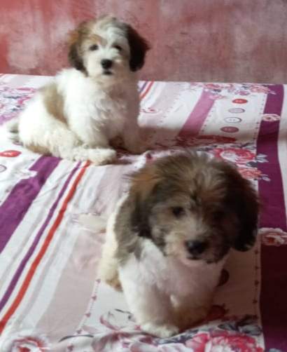 Chien griffon nain pur sang a vendre - 1 - Dogs  on Aster Vender