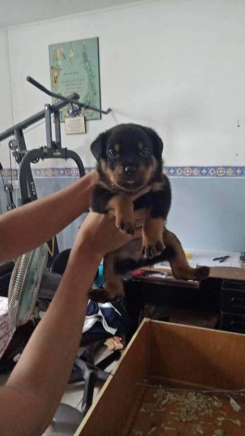 chiot rottweiler  - 0 - Dogs  on Aster Vender