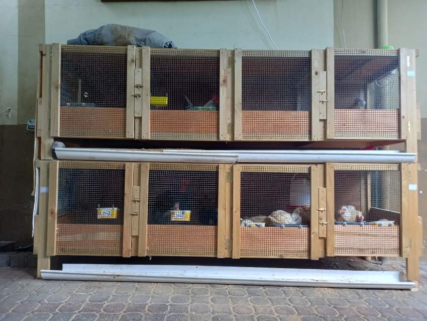 CHICKEN CAGE ( URGENT SALE) - 0 - Poultry  on Aster Vender