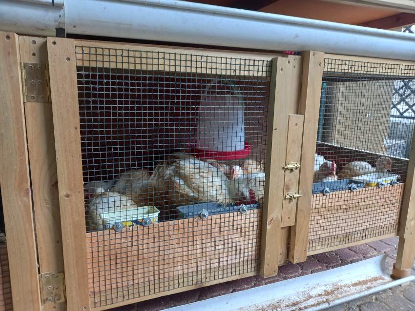 CHICKEN CAGE ( URGENT SALE) - 1 - Poultry  on Aster Vender