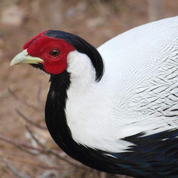Silver Pheasants - 0 - Birds  on Aster Vender