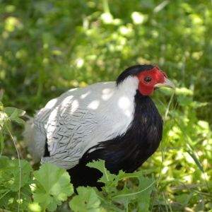 Silver Pheasants - 1 - Birds  on Aster Vender