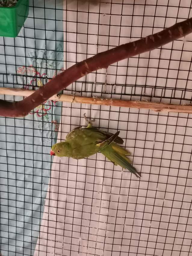 Cato vert  - 1 - Birds  on Aster Vender