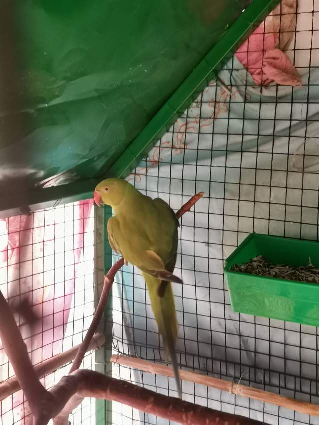 Cato vert  - 0 - Birds  on Aster Vender