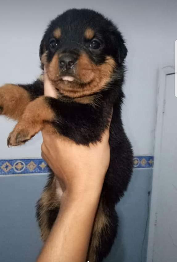 chiot rottweiler  - 0 - Dogs  on Aster Vender