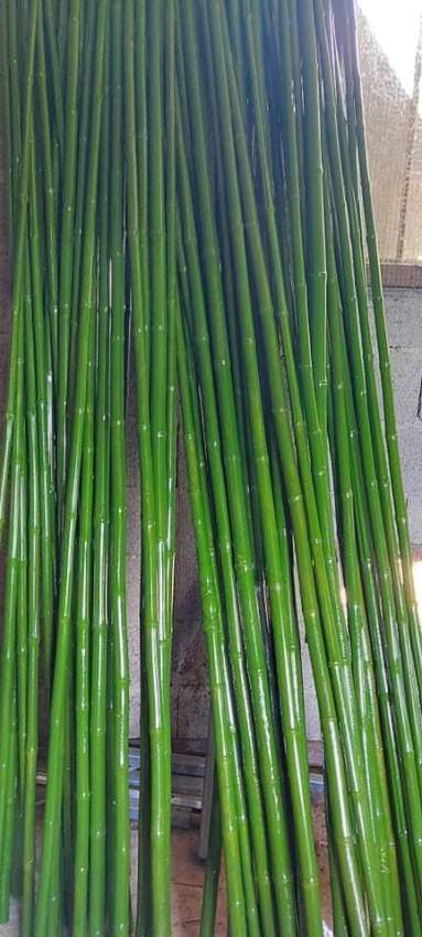 Bambous  - 1 - Plants and Trees  on Aster Vender