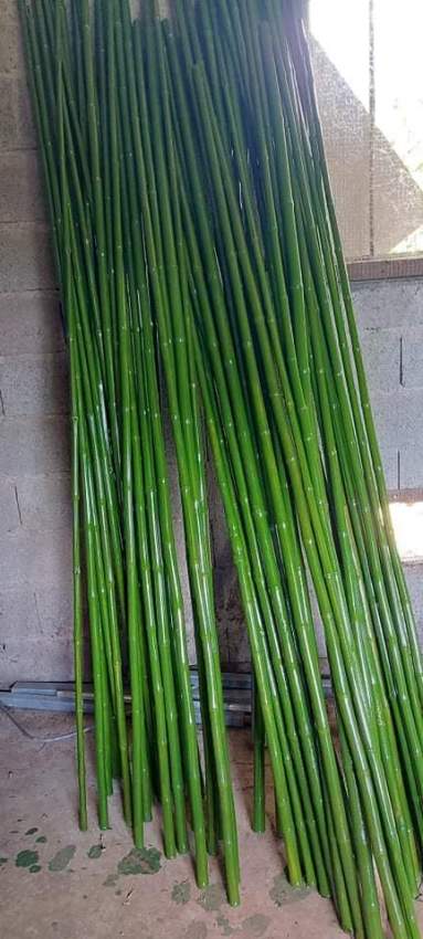 Bambous  - 2 - Plants and Trees  on Aster Vender