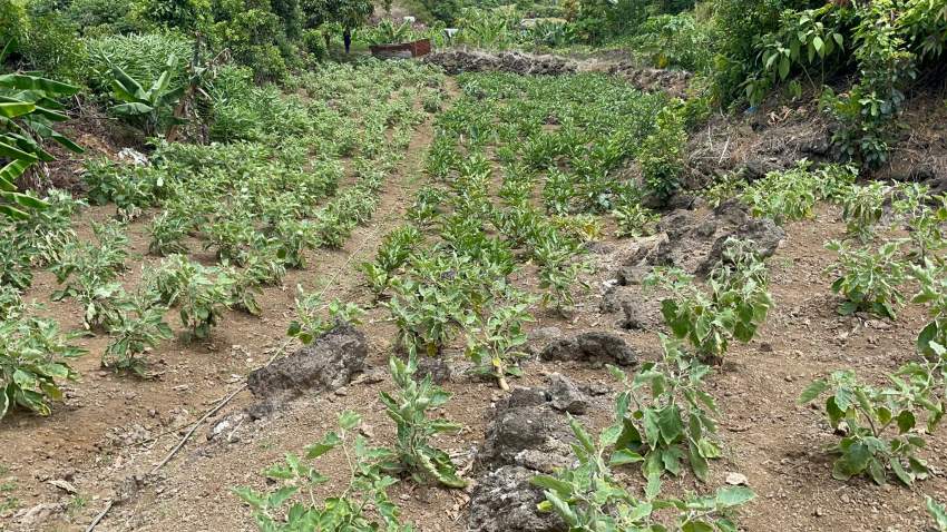 Residential Land For Sale - 2 - Land  on Aster Vender