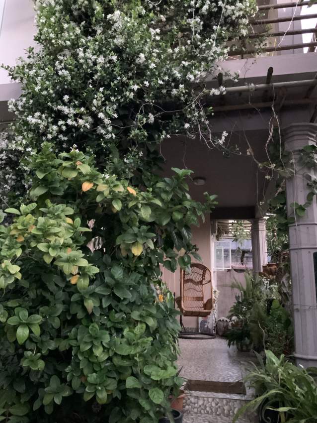 House in Vacoas - 5 - House  on Aster Vender