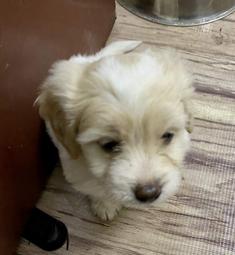 Griffon Nain Pure Sang - 2 - Dogs  on Aster Vender