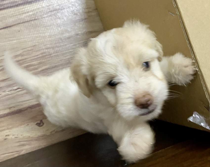 Griffon Nain Pure Sang - 3 - Dogs  on Aster Vender