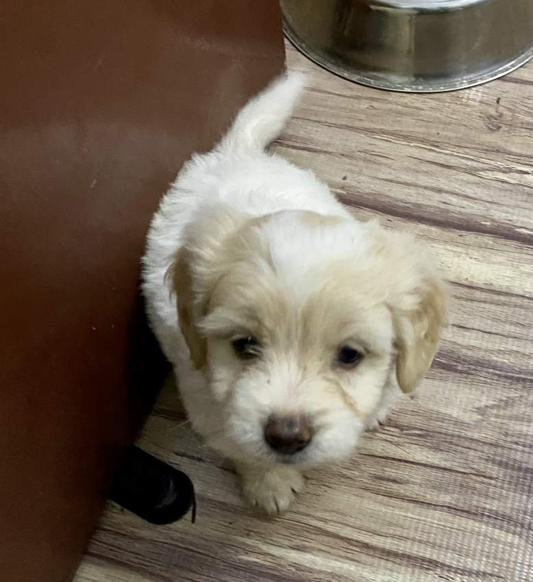 Griffon Nain Pure Sang - 1 - Dogs  on Aster Vender