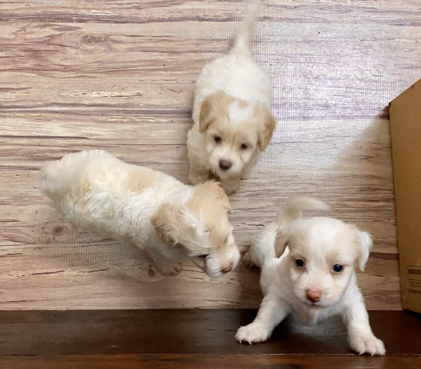 Griffon Nain Pure Sang - 6 - Dogs  on Aster Vender