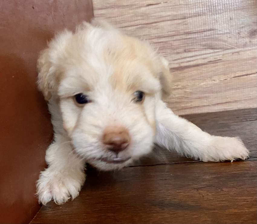 Griffon Nain Pure Sang - 5 - Dogs  on Aster Vender