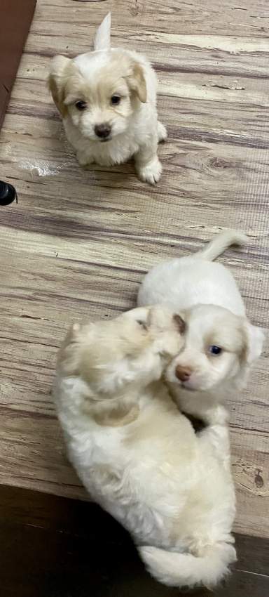 Griffon Nain Pure Sang - 4 - Dogs  on Aster Vender