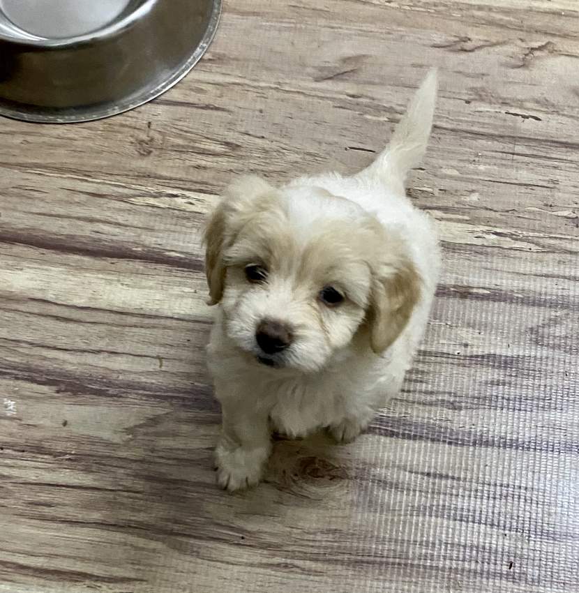 Griffon Nain Pure Sang - 0 - Dogs  on Aster Vender