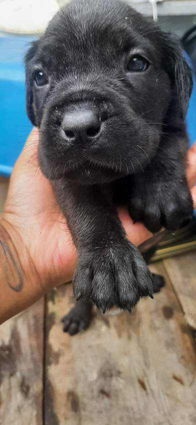 Cane corso puppies for sale - 8 - Dogs  on Aster Vender