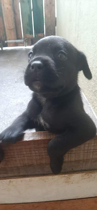 Cane corso puppies for sale - 0 - Dogs  on Aster Vender