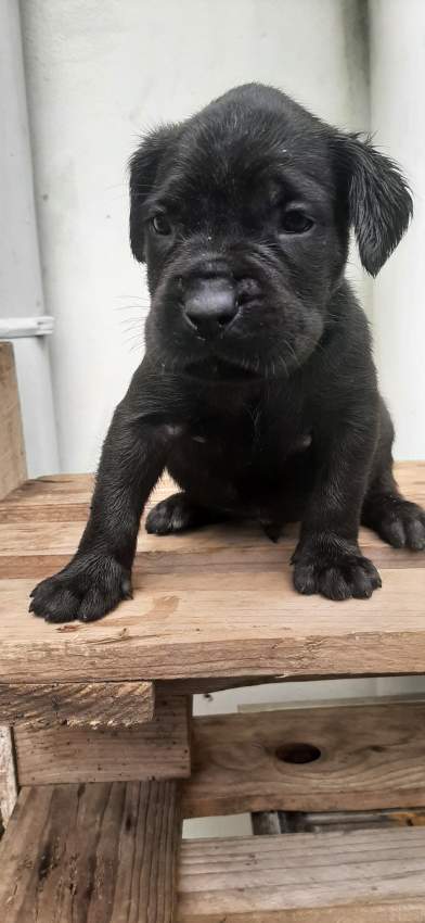 Cane corso puppies for sale - 7 - Dogs  on Aster Vender