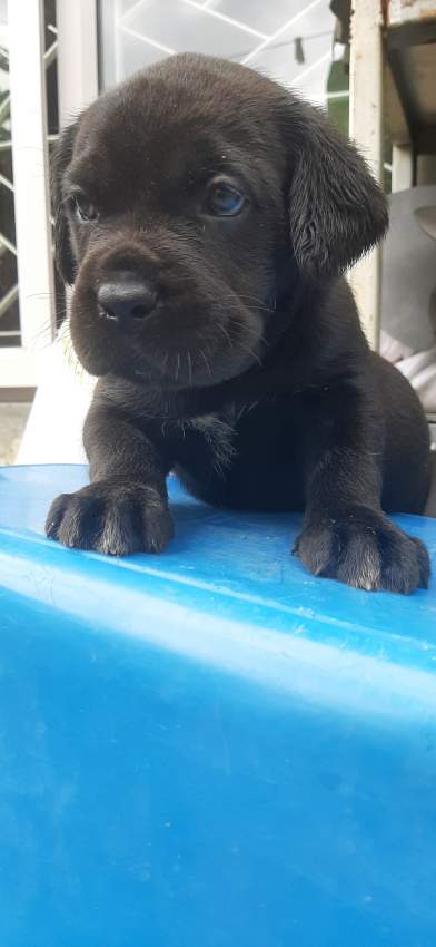 Cane corso puppies for sale - 3 - Dogs  on Aster Vender
