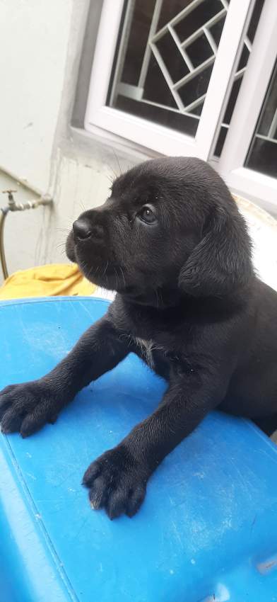 Cane corso puppies for sale - 2 - Dogs  on Aster Vender