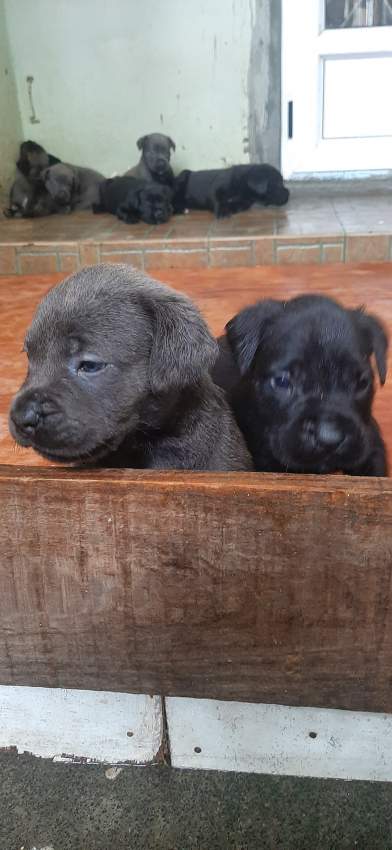 Cane corso puppies for sale - 4 - Dogs  on Aster Vender