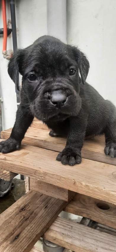 Cane corso puppies for sale - 9 - Dogs  on Aster Vender