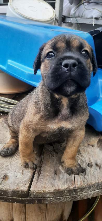 Cane corso puppies for sale - 5 - Dogs  on Aster Vender