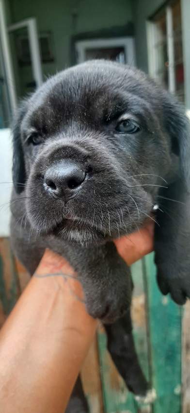 Cane corso puppies for sale - 1 - Dogs  on Aster Vender