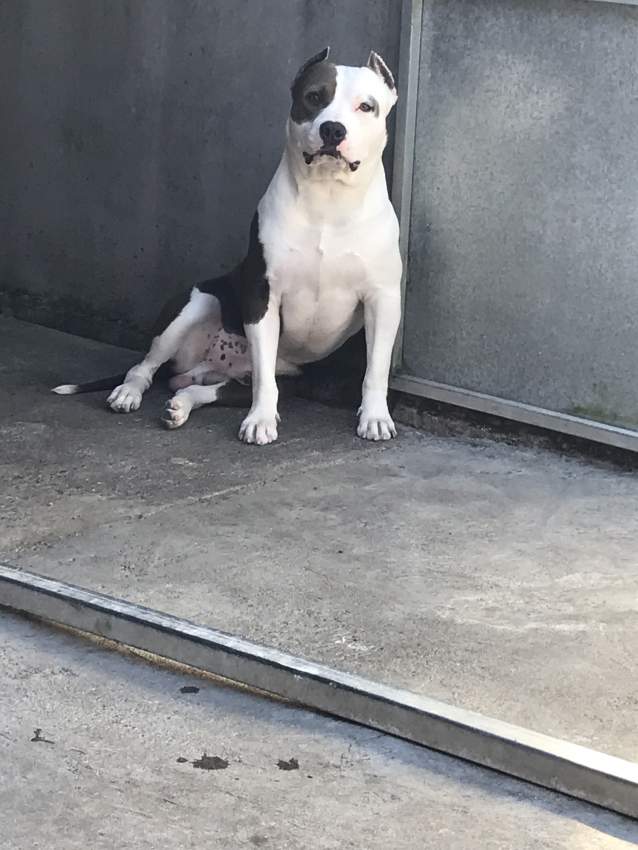 Dog - 0 - Dogs  on Aster Vender