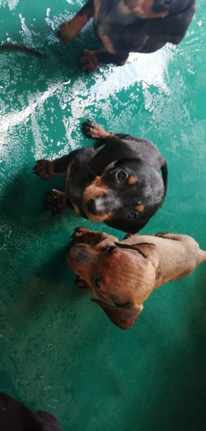 À vendre Teckel à poil ras de 2 mois vaccinés et vermifugés - 7 - Dogs  on Aster Vender