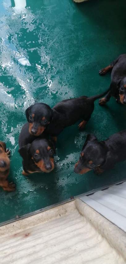 À vendre Teckel à poil ras de 2 mois vaccinés et vermifugés - 6 - Dogs  on Aster Vender