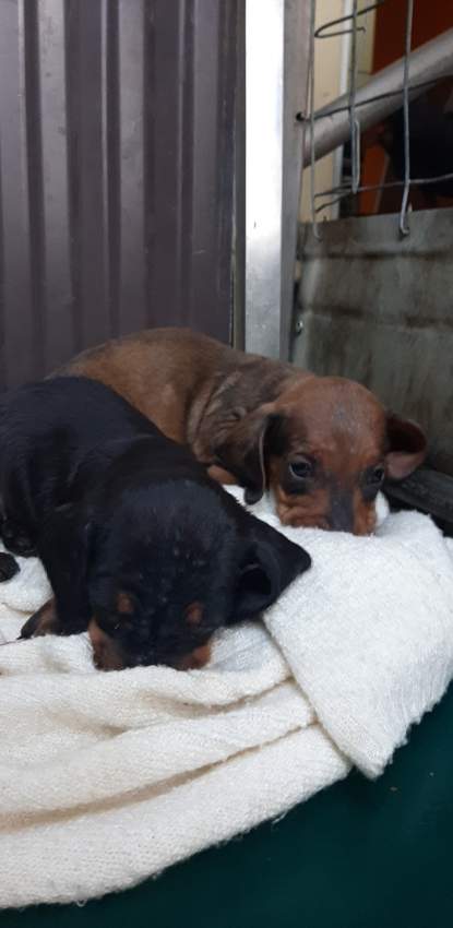 À vendre Teckel à poil ras de 2 mois vaccinés et vermifugés - 2 - Dogs  on Aster Vender