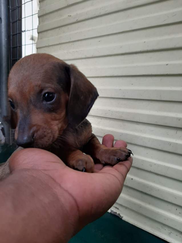 À vendre Teckel à poil ras de 2 mois vaccinés et vermifugés - 0 - Dogs  on Aster Vender