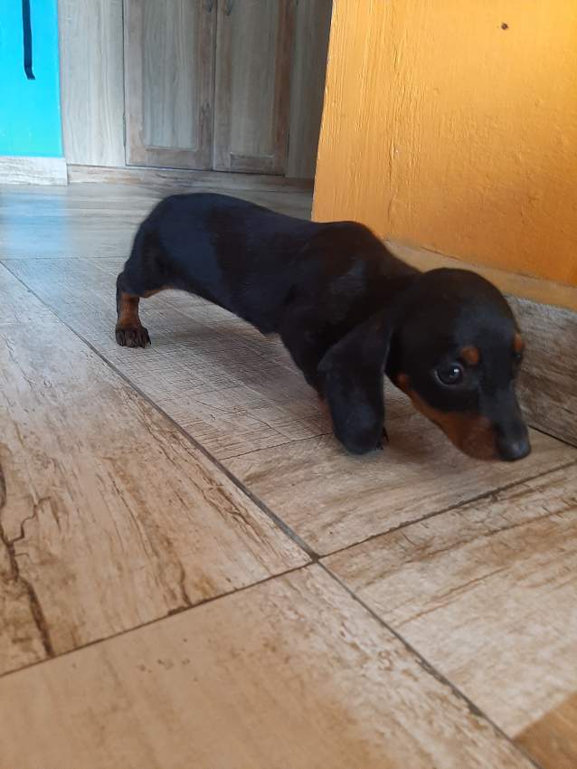 À vendre Teckel à poil ras de 2 mois vaccinés et vermifugés - 4 - Dogs  on Aster Vender