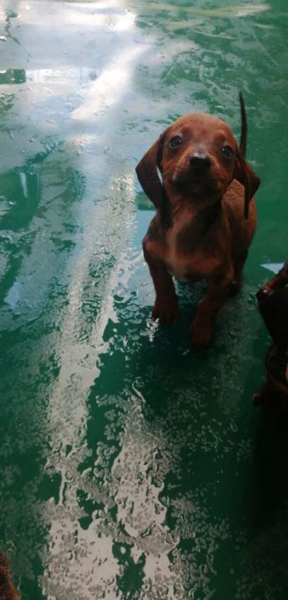 À vendre Teckel à poil ras de 2 mois vaccinés et vermifugés - 5 - Dogs  on Aster Vender