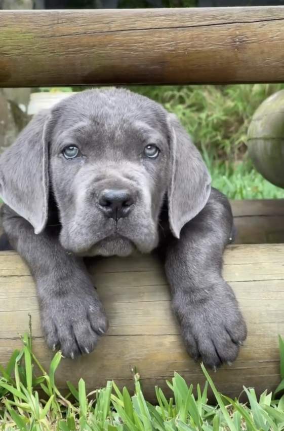 Cane corso for sale Mauritius  - 1 - Dogs  on Aster Vender