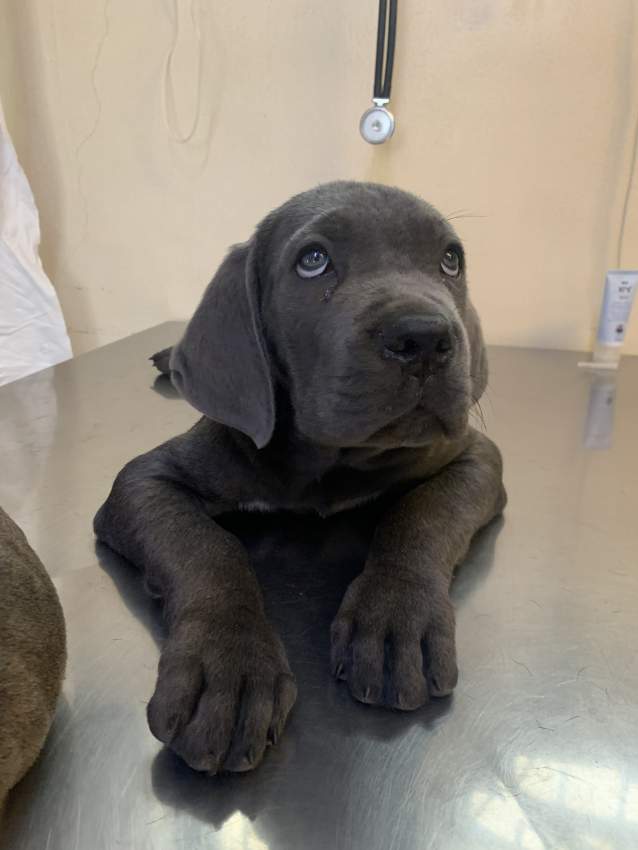 Cane corso for sale Mauritius  - 2 - Dogs  on Aster Vender