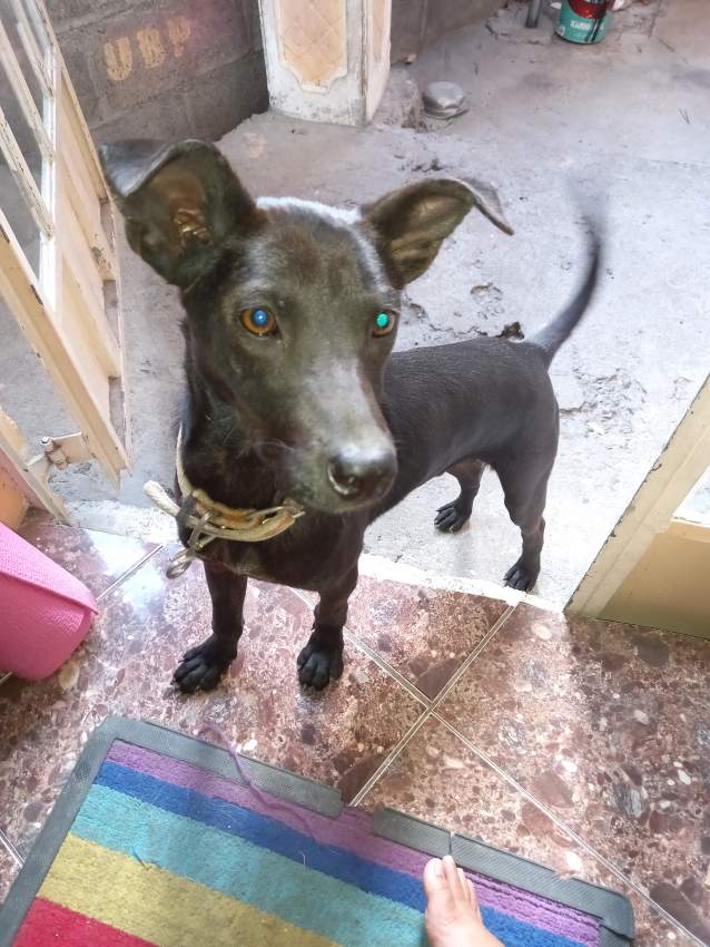 Puppy - 0 - Dogs  on Aster Vender