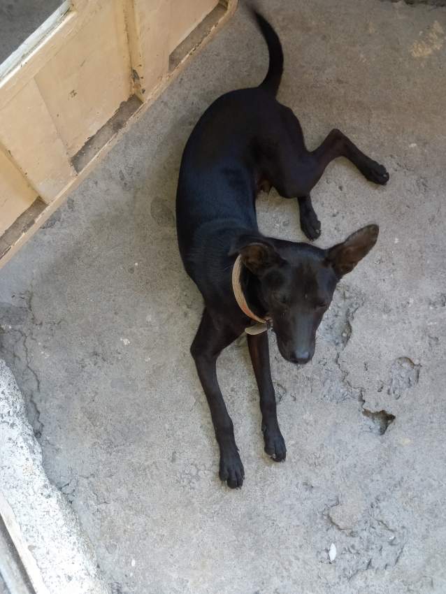 Puppy - 1 - Dogs  on Aster Vender