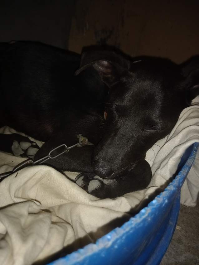 Puppy - 3 - Dogs  on Aster Vender