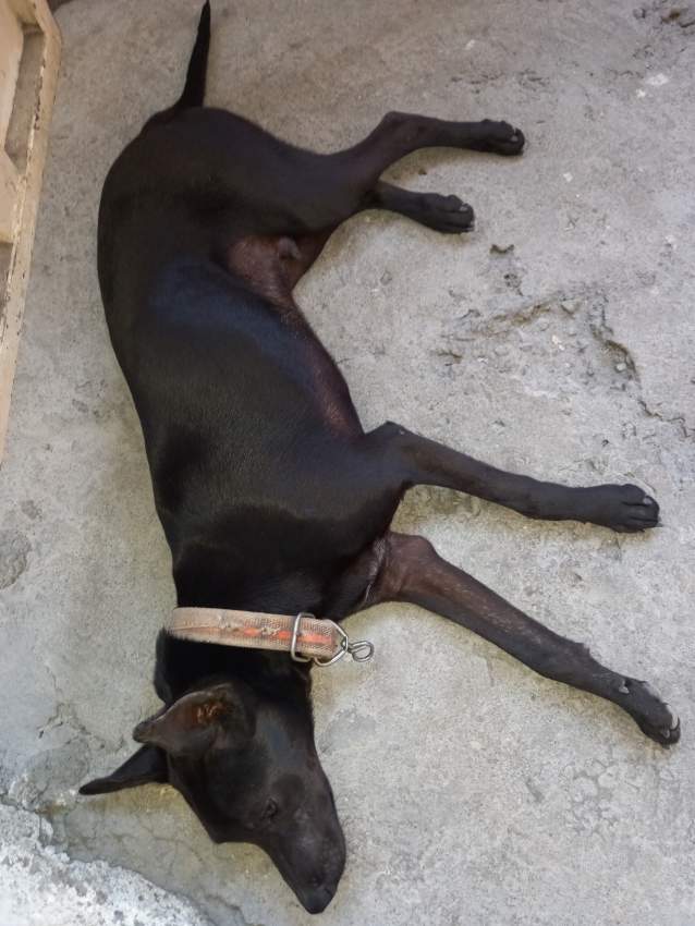 Puppy - 2 - Dogs  on Aster Vender