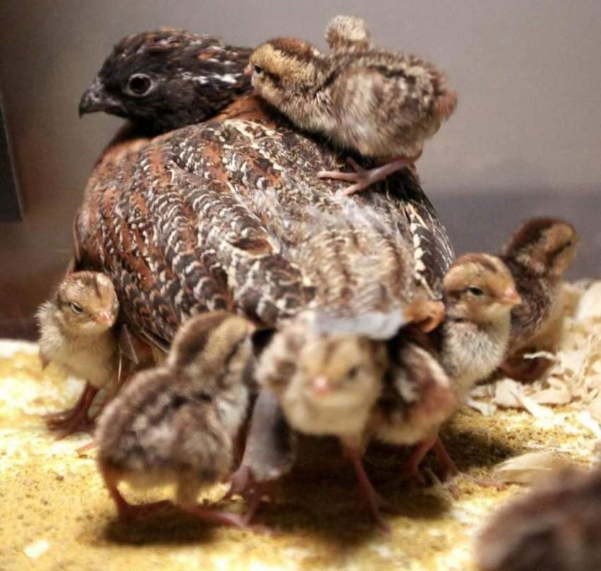 Japanese Quail Chicks  - Birds at AsterVender