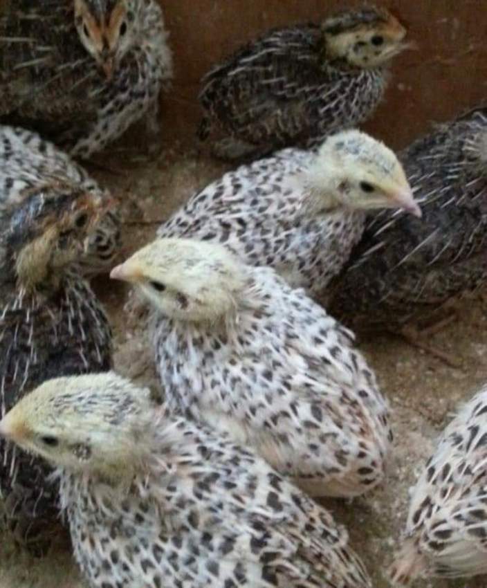 Japanese Quail Chicks  - 0 - Birds  on Aster Vender
